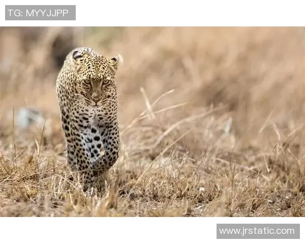 足球明星豹子高清照片展现运动与野性的完美结合